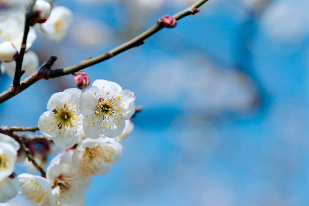 府中市郷土の森公園【梅の花：梅郷】20220305銀塩NLP