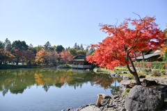 昭和記念公園【日本庭園の紅葉：池周辺の眺め】②20251117