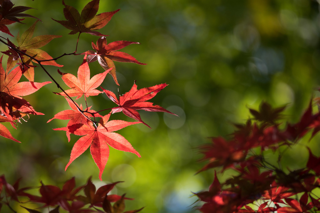 【薬師池公園(紅葉)】⑧20151121