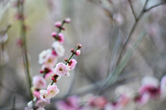 大倉山公園梅林【梅の花：八重旭】②20260206