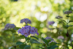 相模原北公園【紫陽花： センセーション】①20190616