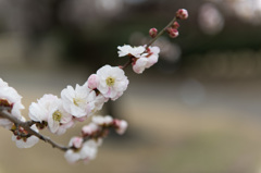 【小田原フラワーガーデン(柳川絞り)】②20150314