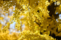 昭和記念公園【かたらいのイチョウ並木】②20251117