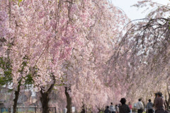 東北お花見ツアー【日中線しだれ桜並木】②20180423