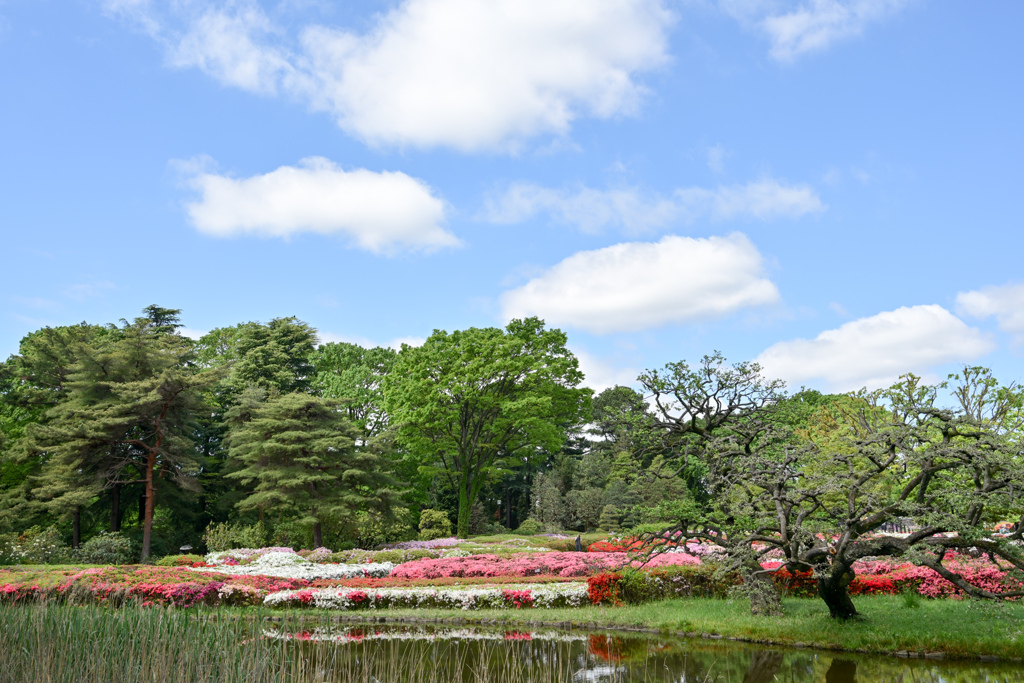 神代植物公園【つつじ園：遠景】②20240425