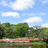 神代植物公園【つつじ園：遠景】②20240425