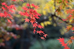 新宿御苑【もみじ山の紅葉】②20171202