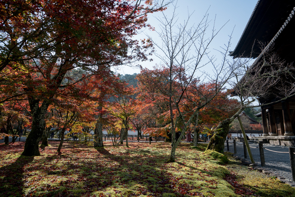 京都の紅葉【南禅寺：三門付近】③20201126