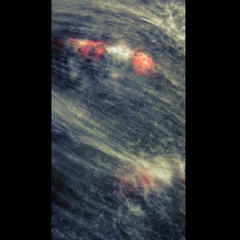 carp