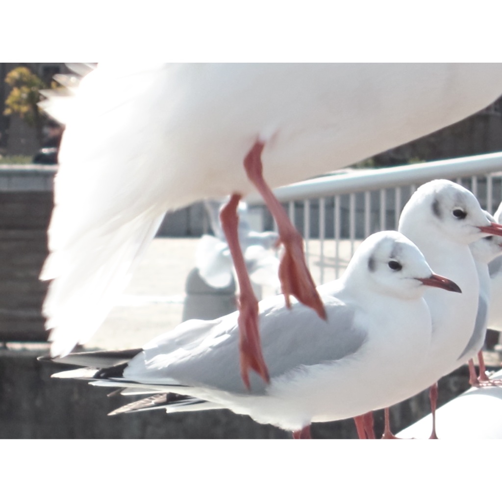 ユリカモメ：Ｂ
