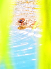 a duck at duck river:1