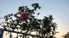 rose