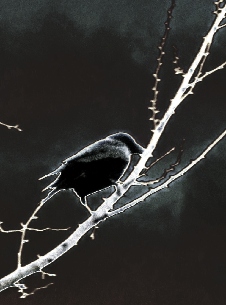 a crow:4
