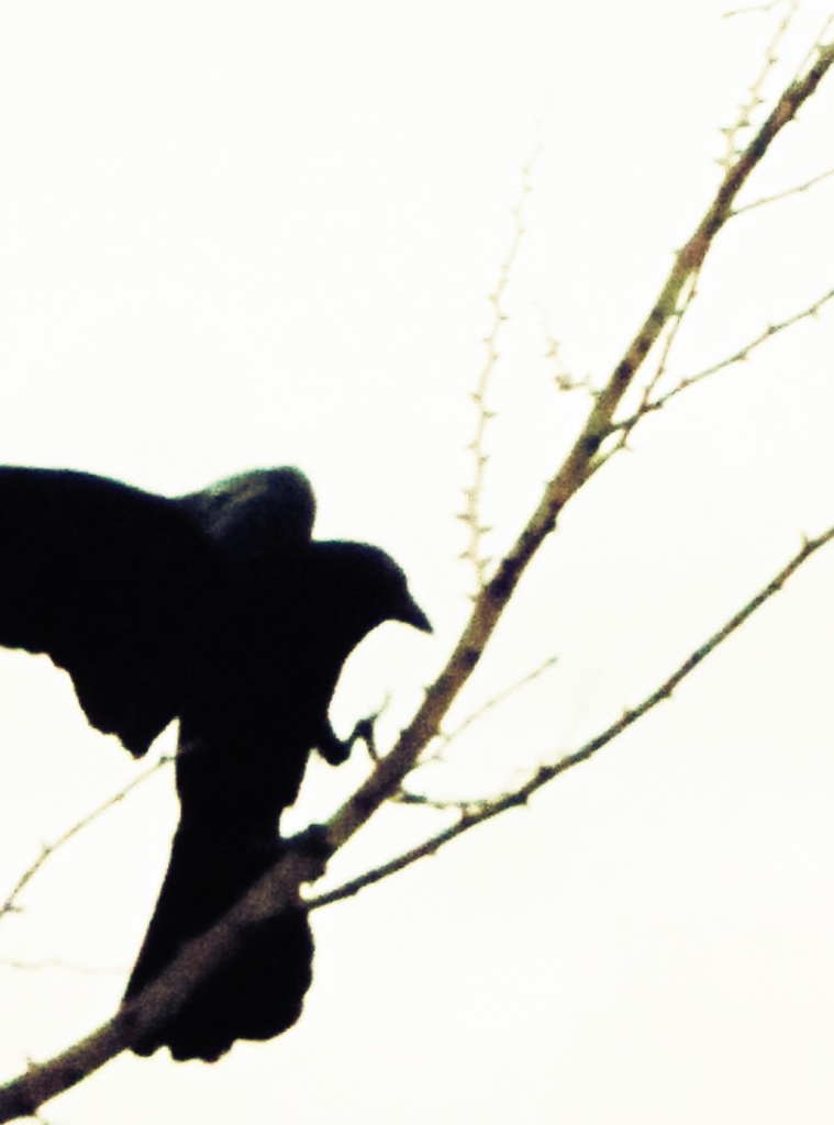 a crow:1