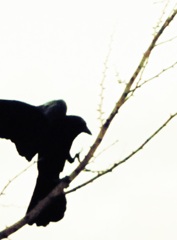 a crow:1