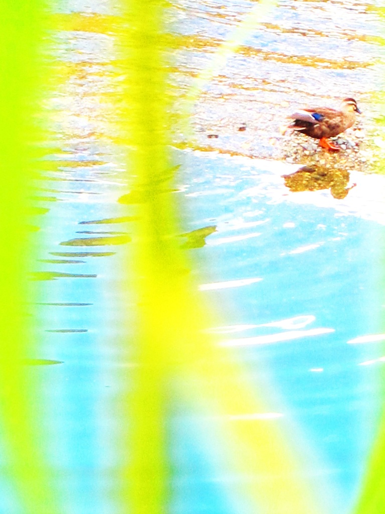 a duck at duck river:2