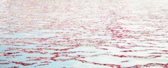 the red sea
