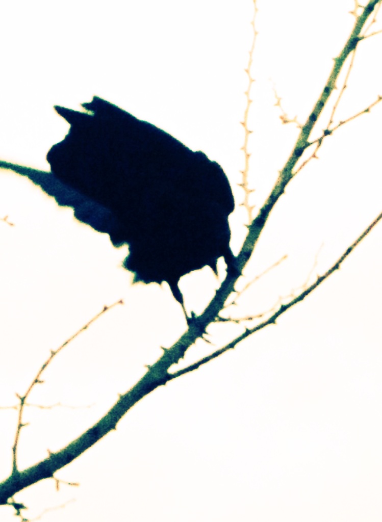a crow:2