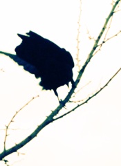 a crow:2