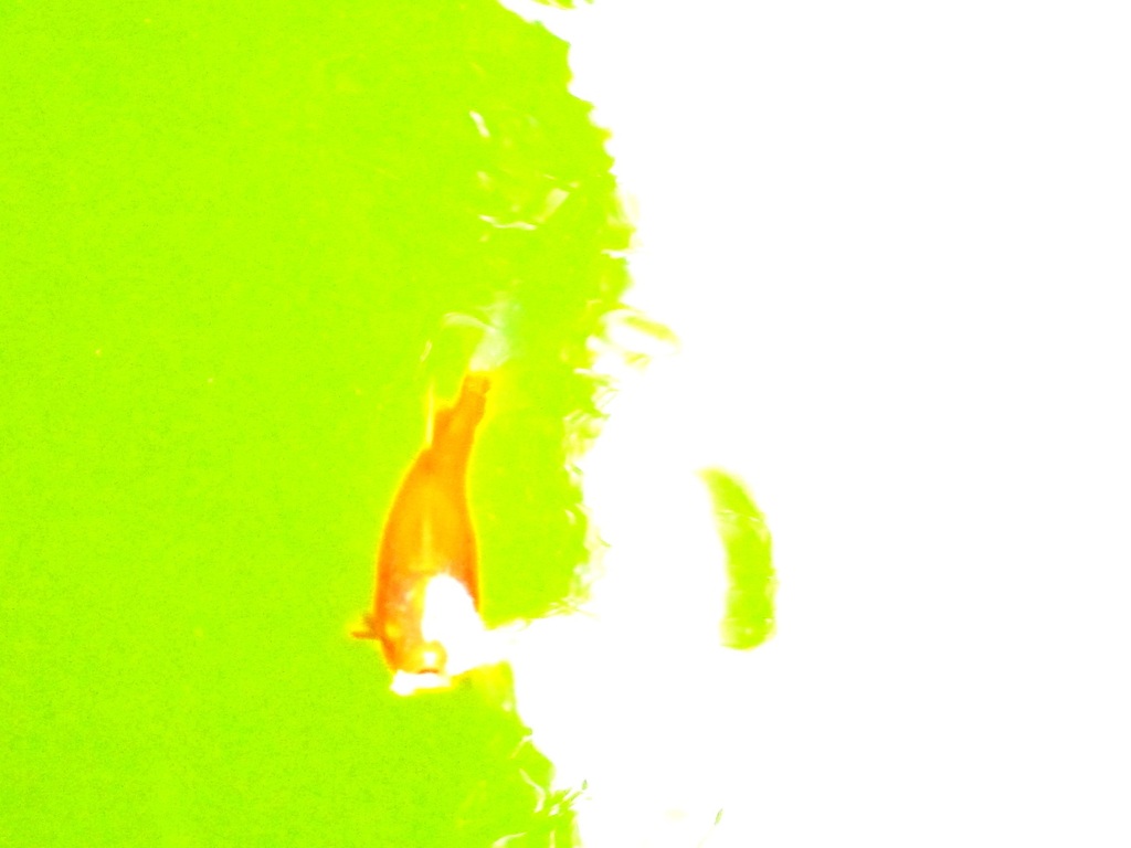 a fish (2)