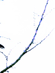 a crow:3