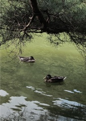 dark ducks