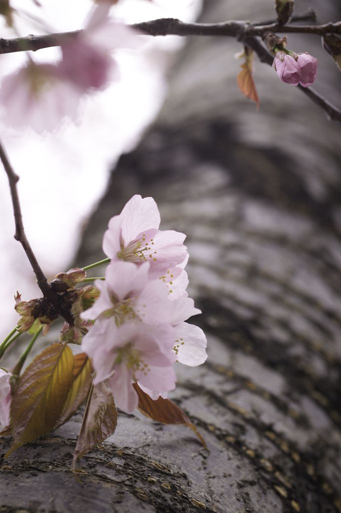 遅い桜