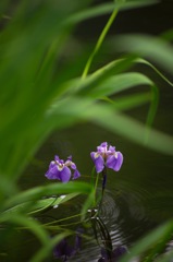 水辺の花