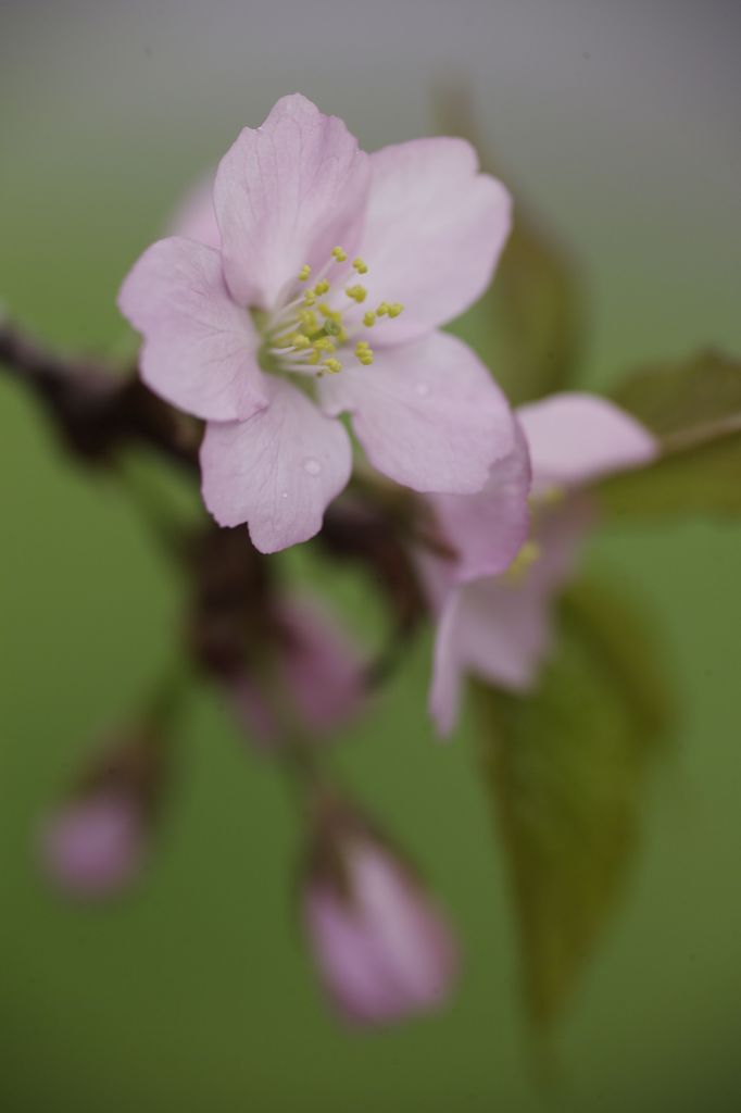 遅い桜