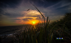 Sunset with fly bird