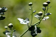 花・草木/光る蕾