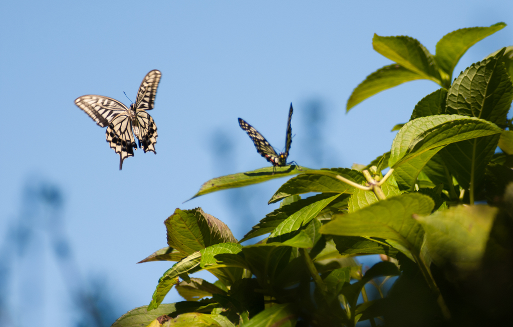 ナミアゲハ /  種違いの恋？