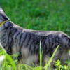 猫/野外撮影…　２－２
