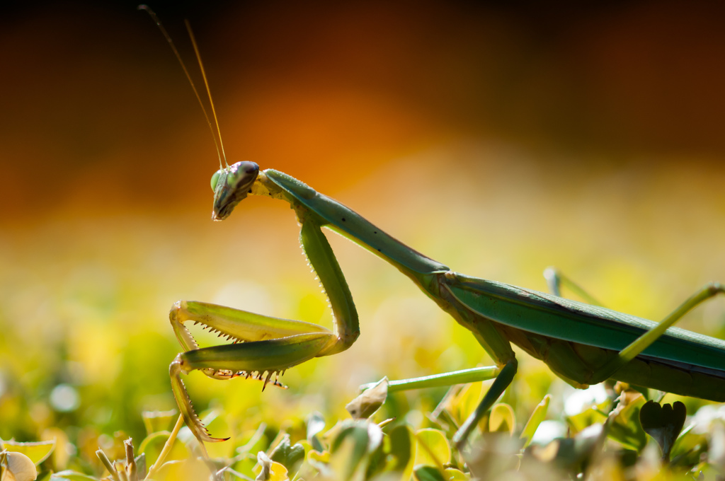 またカマキリの追加です/ (新)◆花・草木＋α