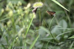 花・草木＋α/　セセリ２題　①