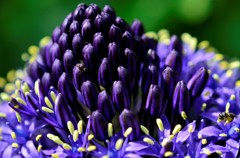 花・草木/恥ずかしながら？