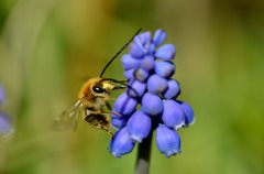 ミツバチ/花・草木＋α