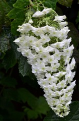 花・草木/カシワバアジサイ②