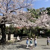 桜の木の下で / iphoneスケッチ