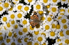 花・草木＋α/生存記録更新中　②