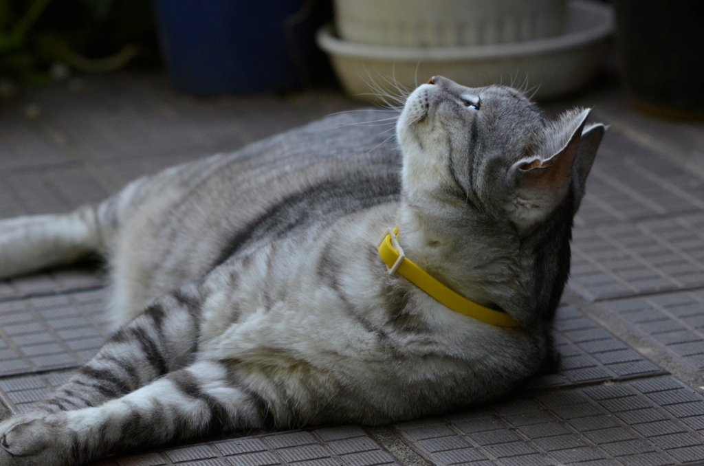 猫/空に何があるのよ？