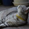 猫/空に何があるのよ？