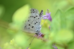 花・草木＋α/逆立ちと逆さま