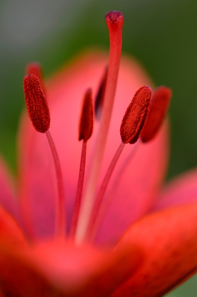 花・草木/赤いユリ②