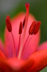 花・草木/赤いユリ②