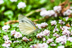 スジグロシロチョウ？/新・花・草木+α