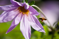 花とミツバチ/(新)◆花・草木＋α