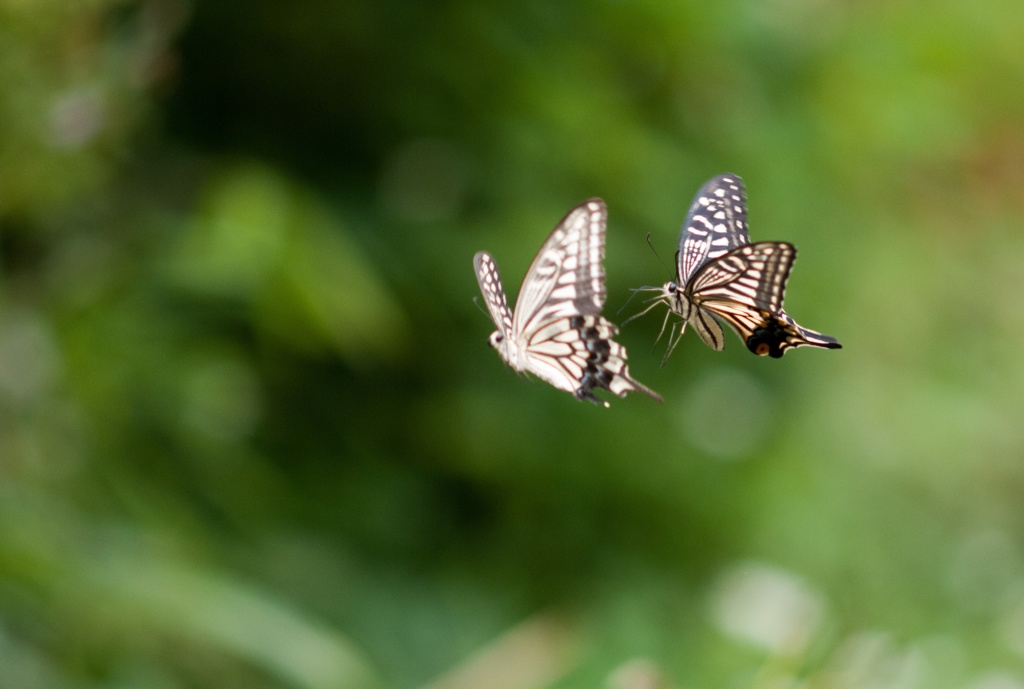 在庫整理１２　③/二頭のアゲハ