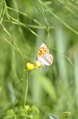 ベニシジミ３題　①/花・草木＋α