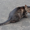 3枚組・3 / 猫食べちゃった！